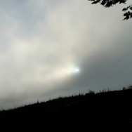 dfL mclaren park
