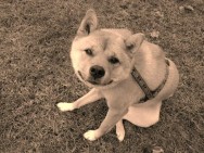 boki