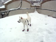 snow mandoo