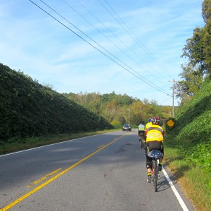 Kudzu