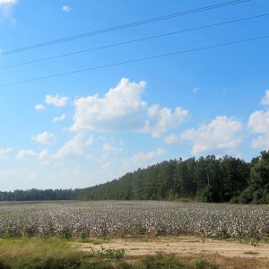 Cotton Fields