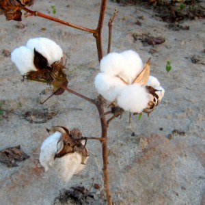 Cotton Pickin'