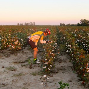 Cotton Pickin'
